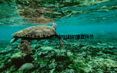 适时浇水浇水是养护盆栽的重要环节