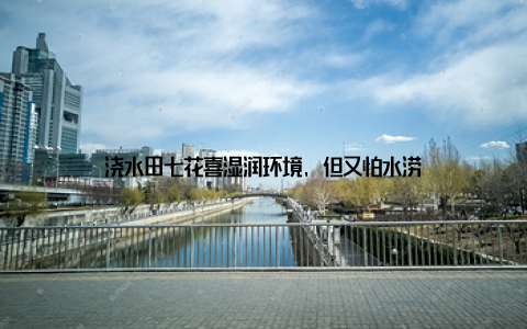 浇水田七花喜湿润环境, 但又怕水涝