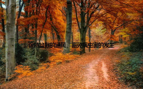 保持盆栽的通风, 避免病虫害的发生