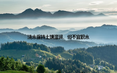 浇水保持土壤湿润, 但不宜积水