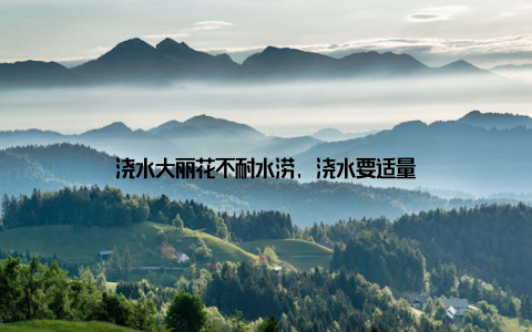 浇水大丽花不耐水涝, 浇水要适量