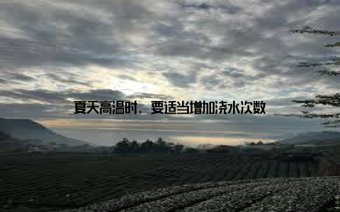 夏天高温时, 要适当增加浇水次数