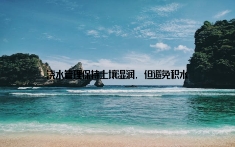 浇水管理保持土壤湿润, 但避免积水