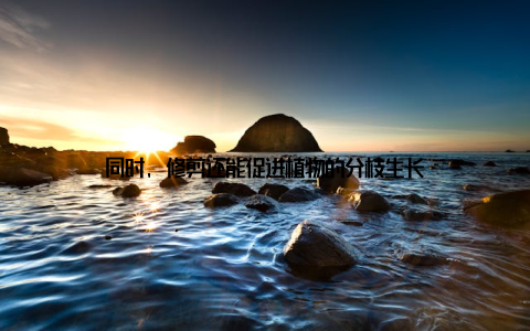 同时, 修剪还能促进植物的分枝生长