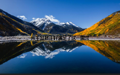 水生盆栽正好满足了这一需求