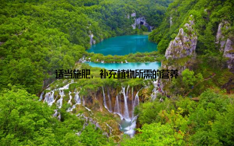 适当施肥, 补充植物所需的营养