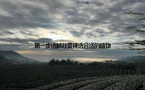 第一步选材我要挑选合适的植物