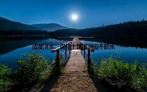 适度浇水, 保持土壤湿润但不积水
