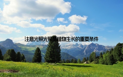 注意光照光照是植物生长的重要条件