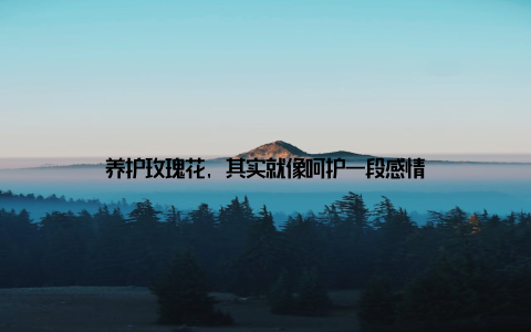 养护玫瑰花, 其实就像呵护一段感情