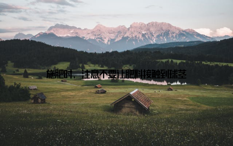 施肥时, 注意不要让肥料接触到球茎