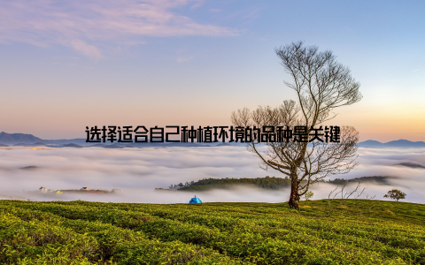 选择适合自己种植环境的品种是关键
