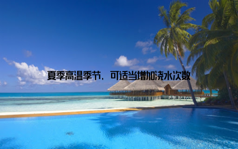 夏季高温季节, 可适当增加浇水次数