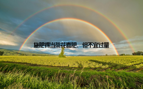 施肥得当茶花喜肥, 但不宜过量