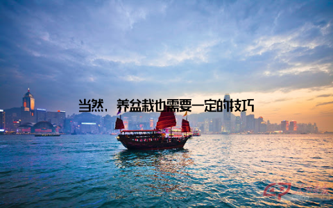 当然, 养盆栽也需要一定的技巧