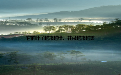 它的叶子越来越绿, 花朵越来越美