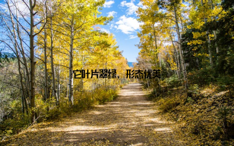 它叶片翠绿, 形态优美
