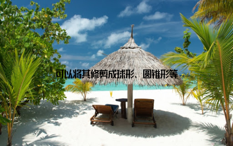 可以将其修剪成球形、圆锥形等