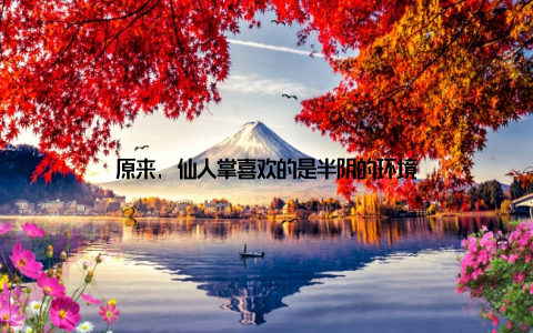 原来, 仙人掌喜欢的是半阴的环境