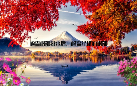 检查根部排水后, 检查绿植的根部
