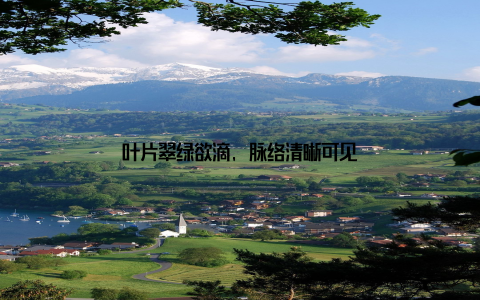 叶片翠绿欲滴, 脉络清晰可见