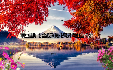 病虫害防治盆栽玫瑰花易受病虫害侵袭