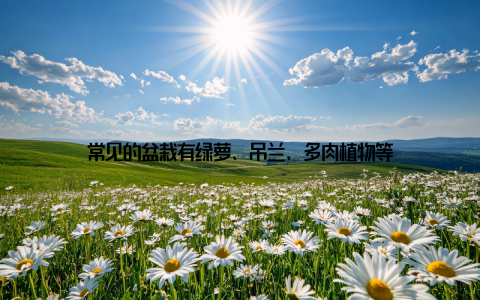 常见的盆栽有绿萝、吊兰、多肉植物等