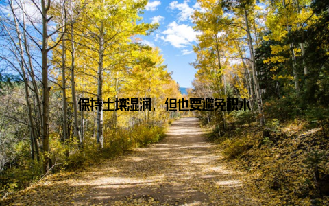 保持土壤湿润, 但也要避免积水