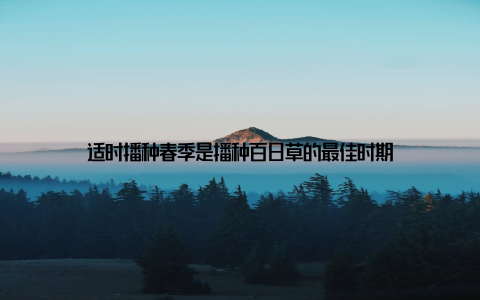 适时播种春季是播种百日草的最佳时期