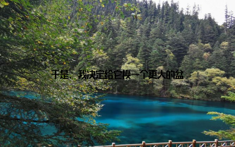 于是, 我决定给它换一个更大的盆