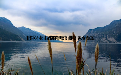 根据不同植物的需求调整浇水频率