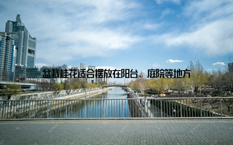 盆栽桂花适合摆放在阳台、庭院等地方
