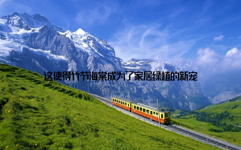 这使得竹节海棠成为了家居绿植的新宠