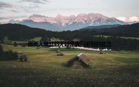 而美人蕉盆栽无疑是夏日家居的首选