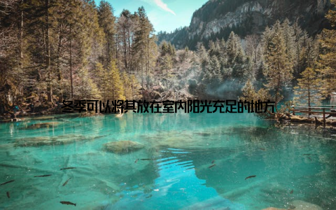 冬季可以将其放在室内阳光充足的地方
