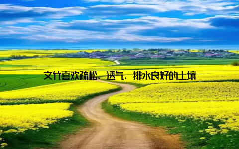 文竹喜欢疏松、透气、排水良好的土壤