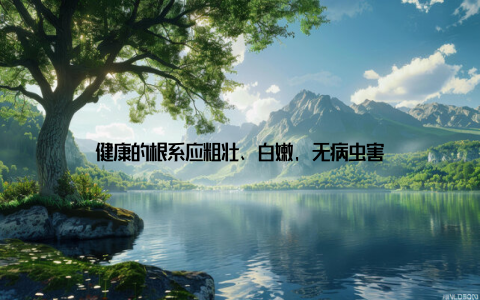 健康的根系应粗壮、白嫩, 无病虫害