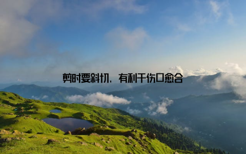 剪时要斜切, 有利于伤口愈合