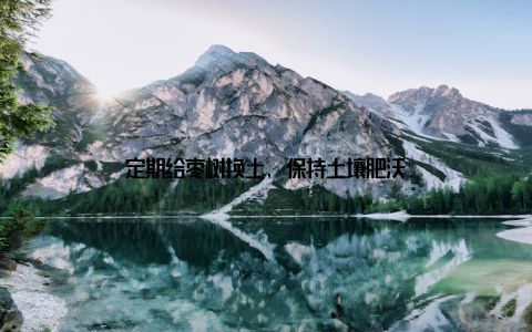定期给枣树换土, 保持土壤肥沃