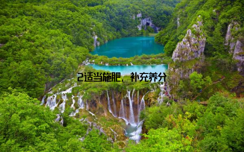 2适当施肥, 补充养分