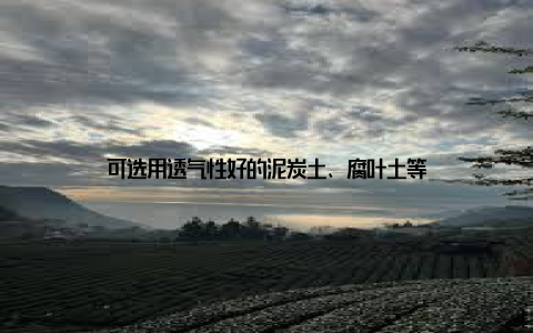 可选用透气性好的泥炭土、腐叶土等