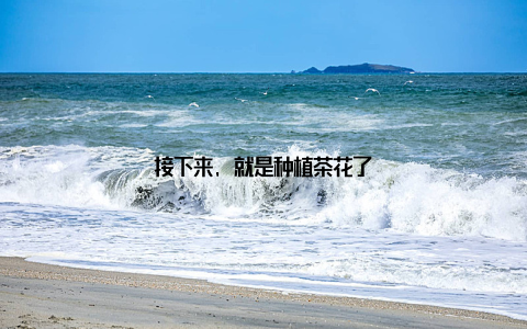 接下来, 就是种植茶花了