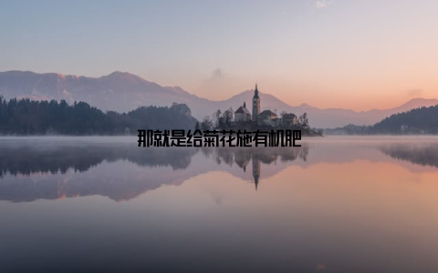 那就是给菊花施有机肥