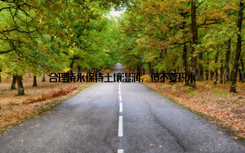合理浇水保持土壤湿润, 但不要积水