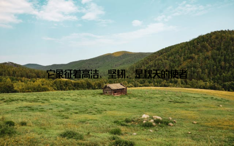 它象征着高洁、坚韧, 是秋天的使者