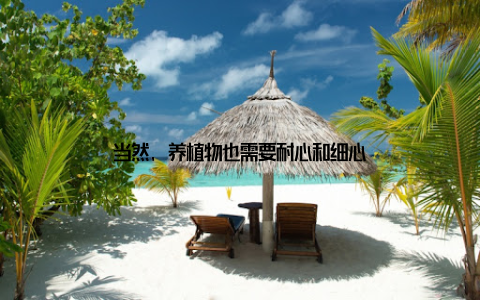 当然, 养植物也需要耐心和细心