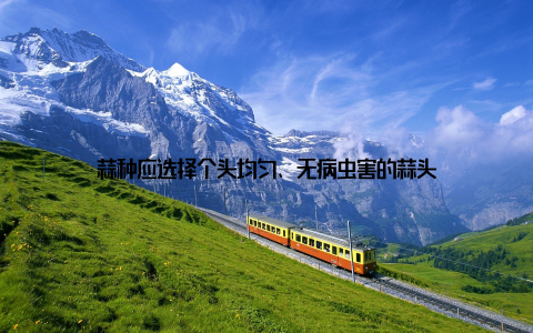 蒜种应选择个头均匀、无病虫害的蒜头