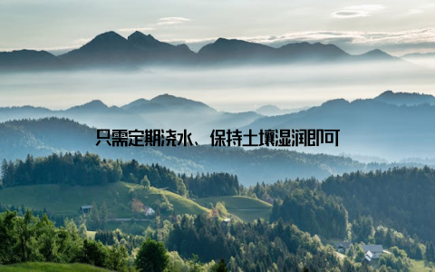 只需定期浇水、保持土壤湿润即可