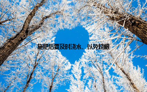 施肥后要及时浇水, 以免烧根