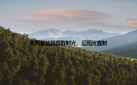 光照姜盆栽喜散射光, 忌阳光直射